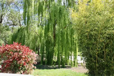 Jardin de l'établissement Gîtes Terra di a Bravona