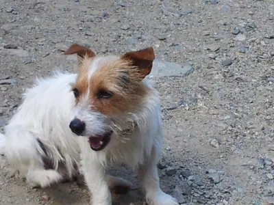Animal ou animaux domestique(s) séjournant avec des clients dans l'établissement Chambre d'Hôte 