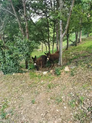 Jardin de l'établissement Appartement 2 ou 4 personnes. Venaco
