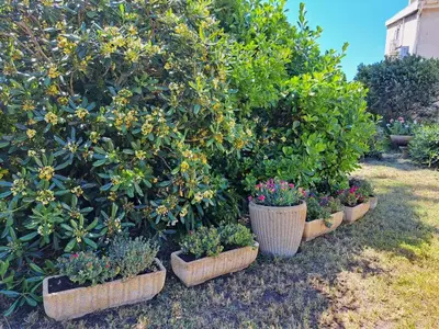 Jardin de l'établissement Mini villa jardin 50 m plage