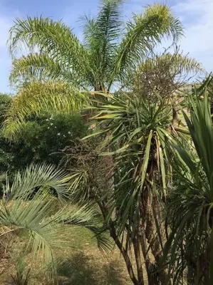 Jardin de l'établissement Mare è Monte , jardin méditerranéen et exotique.