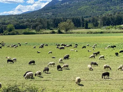 Animaux dans l'appartement ou à proximité