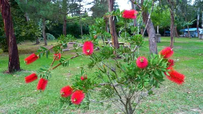 Jardin de l'établissement Camping Miami plage
