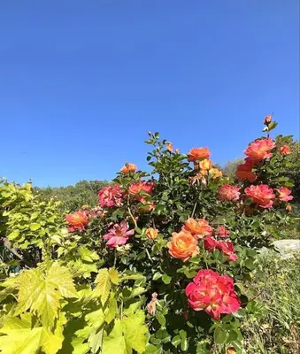 Jardin de l'établissement Appartement en rez de villa