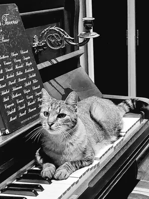 Animal ou animaux domestique(s) séjournant avec des clients dans l'établissement Chez Cendra