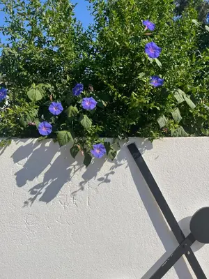 Jardin de l'établissement Helles freundliche Ferienhaus für Naturisten FKK auf Korsika