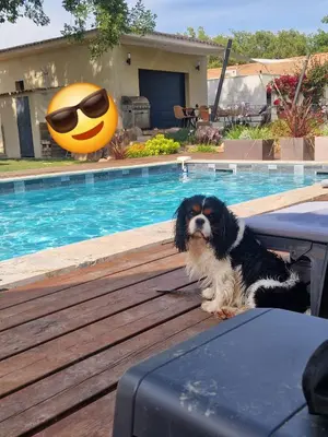 Animal ou animaux domestique(s) séjournant avec des clients dans l'établissement casasantellix