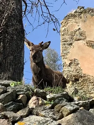 Animaux dans l'appartement ou à proximité