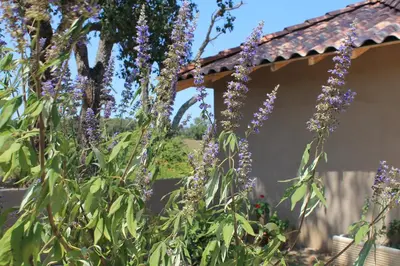 Jardin de l'établissement Casamea - Suite U Sognu