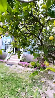Jardin de l'établissement Maison en bord de mer, Plage de la Marana en Corse