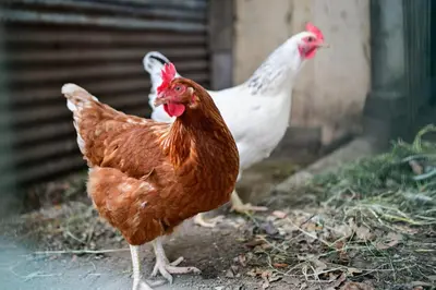 Animaux dans la maison de vacances ou à proximité
