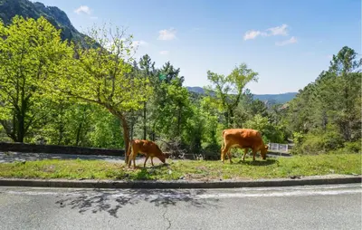 Animaux dans l'appartement ou à proximité