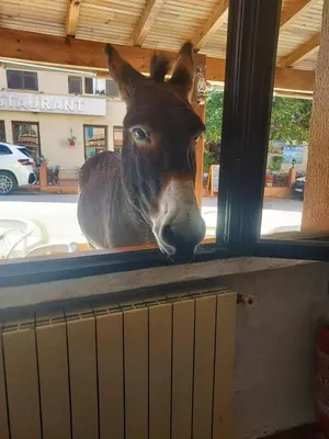 Animaux dans l'hôtel ou à proximité