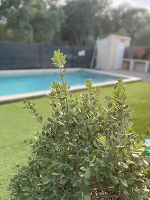 Piscine de l'établissement Casa l'Alivetu ou située à proximité