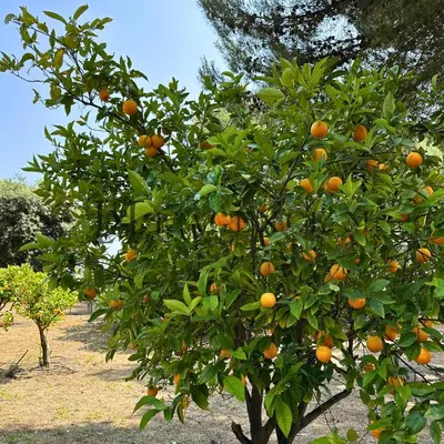Jardin de l'établissement Villa 13 oliviers Couchers de soleil LUMIO