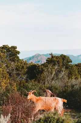 Animaux dans la maison de vacances ou à proximité