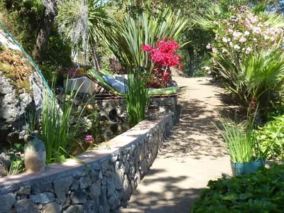 Jardin de l'établissement Palmier