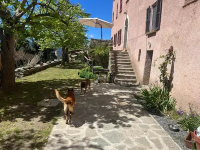 Animal ou animaux domestique(s) séjournant avec des clients dans l'établissement Casa Rosa
