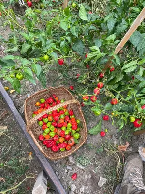 Jardin de l'établissement Casa Rosa