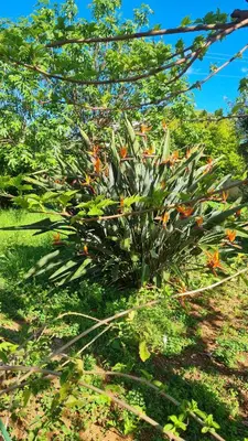 Jardin de l'établissement Villa à quelques pas de la plage