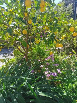 Jardin de l'établissement U Casetta