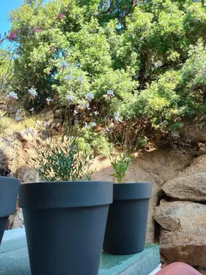 Jardin de l'établissement Appartement tout confort à l'Ile-Rousse