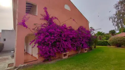 Jardin de l'établissement Appartamento climatizzato di 42 mq a Marina di Bravone a 200m dalla spiaggia