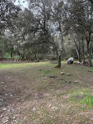 Animaux dans la ferme ou à proximité