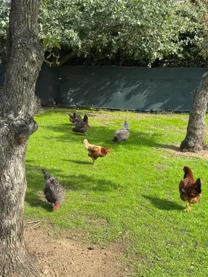 Animaux dans l'appartement ou à proximité