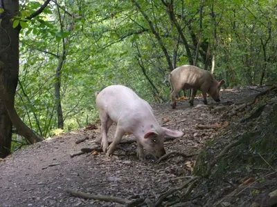 Animaux dans l'appartement ou à proximité