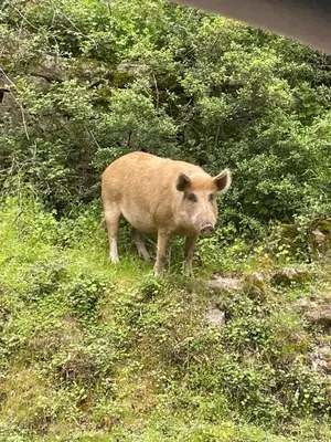 Animaux dans l'appartement ou à proximité
