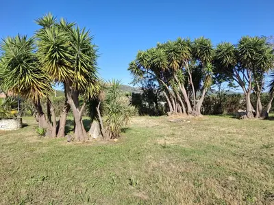 Jardin de l'établissement Studio neuf ensoleillé à Saint-Florent avec piscine