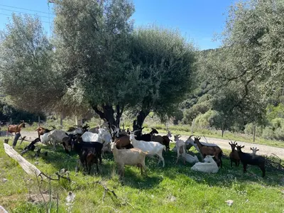 Animaux dans le chalet ou à proximité