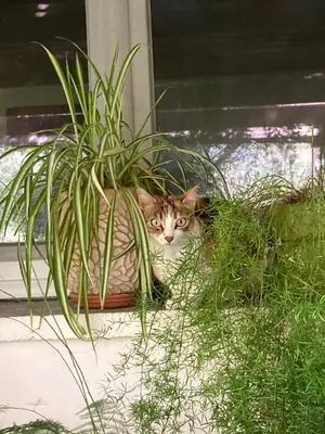 Animal ou animaux domestique(s) séjournant avec des clients dans l'établissement casa di Rosa