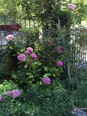 Jardin de l'établissement Le Vizzavona