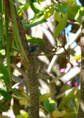 Animaux dans le chalet ou à proximité