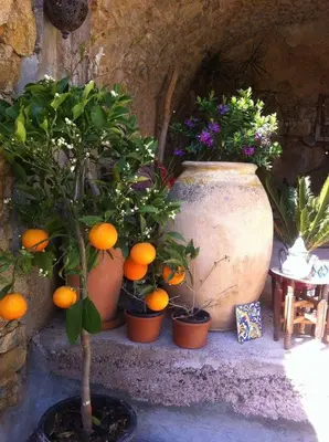 Jardin de l'établissement Chez Caro