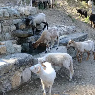 Les Bergeries 