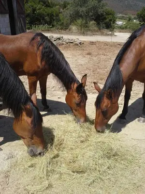 Animaux dans la ferme ou à proximité