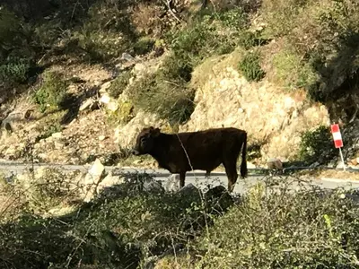 Animaux dans la maison de vacances ou à proximité
