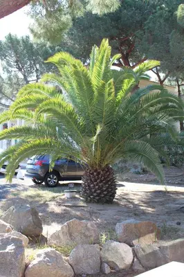 Jardin de l'établissement Résidence Tramariccia