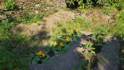 Jardin de l'établissement English Club in Corsica B&B
