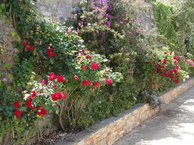 Jardin de l'établissement Chambre Élégante Lisa