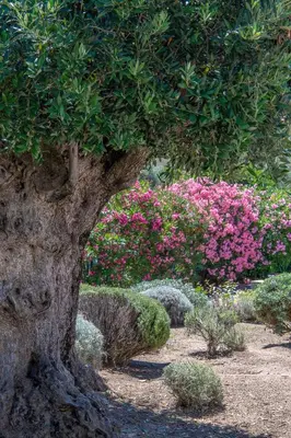 Jardin de l'établissement Hotel Cala di l'Oru