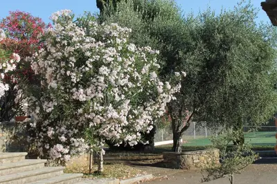 Jardin de l'établissement Chambres d'hôtes Le Clos des Oliviers