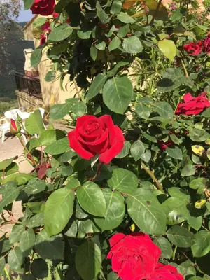 Jardin de l'établissement Les Asphodèles