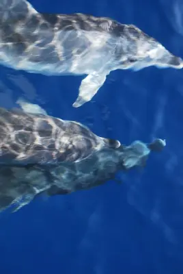 Animaux dans la villa ou à proximité