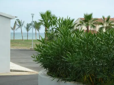 Jardin de l'établissement Residence Marea Resort