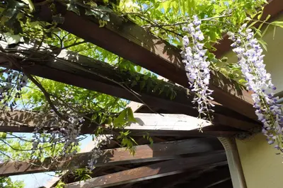 Jardin de l'établissement Patrimonio chambre avec commodités chez l’habitant