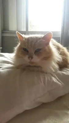 Animal ou animaux domestique(s) séjournant avec des clients dans l'établissement Casa Reginella
